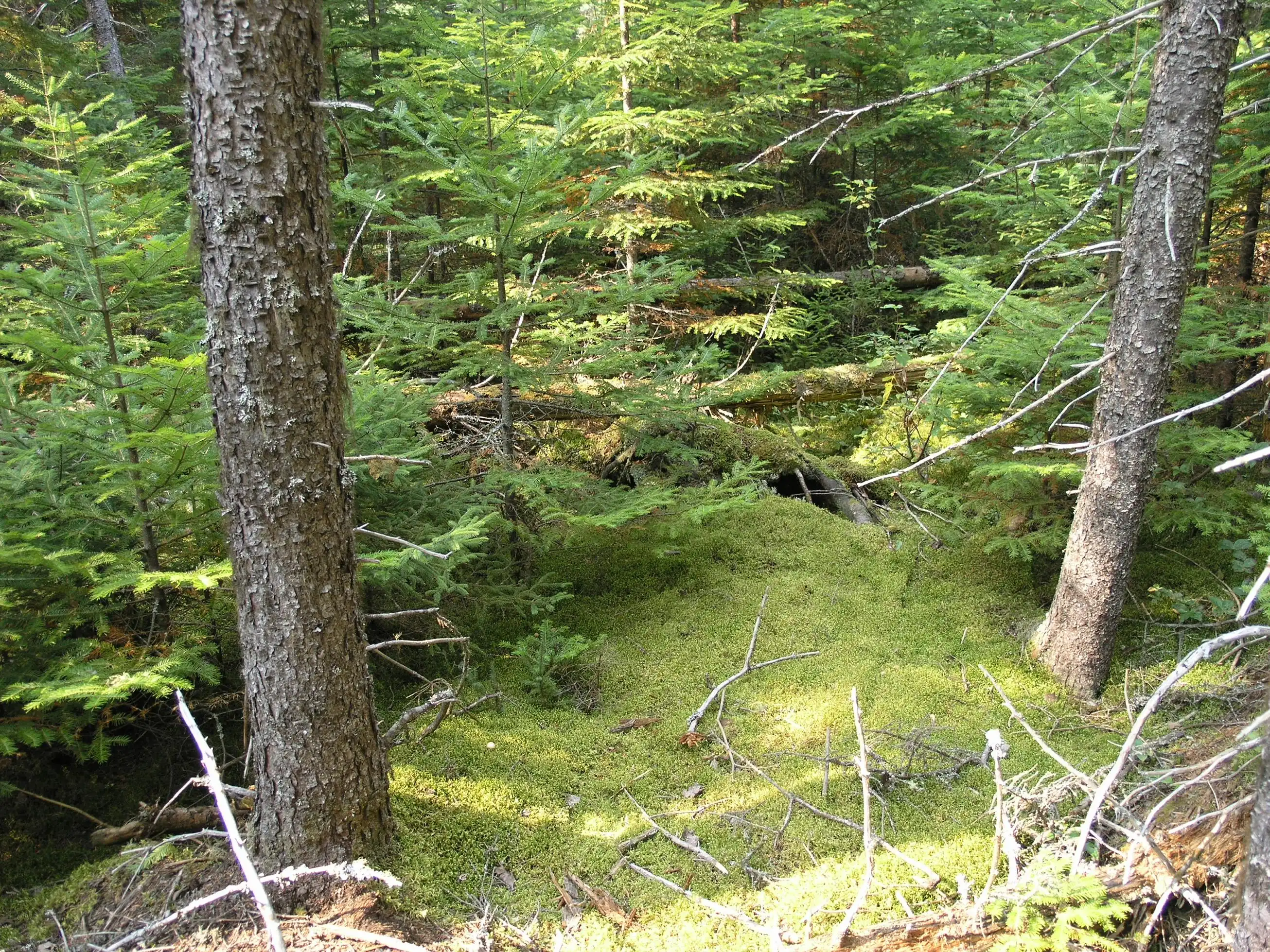 Pleurozium schreberi carpeting the floor of black spruce (Picea mariana) and balsam fir (Abies balsamea) forest in New Brunswick, Canada.