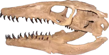 Plioplatecarpus skull