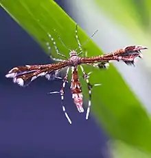 Grape Plume Moth (Geina periscelidactylus)