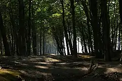 Forest in Poddąbie