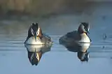 Great crested grebePodiceps cristatus