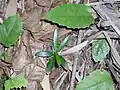 Podocarpus elatus growing in littoral rainforest on sand