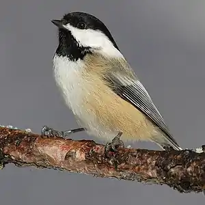 A black-capped chickadee, one of the species that can be observed in the park.