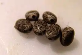 Eggs of Poecilocampa populi