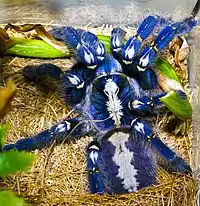 Poecilotheria metallica