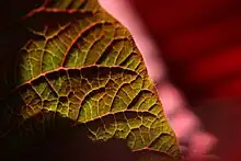 Venation of a poinsettia (Euphorbia pulcherrima) leaf