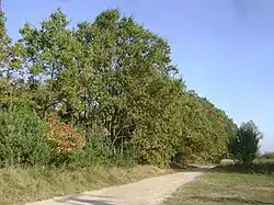 Sarenki Street in Magdalenka