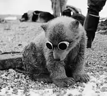 Polar bear cub with sun goggles in the 1940s