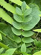 Polemonium vanbruntiae leaves in Vermont on June 23