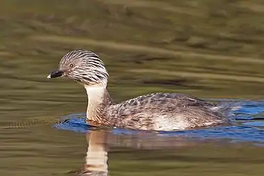 Image 26Hoary-headed GrebePhoto: JJ HarrisonThe Hoary-headed Grebe (Poliocephalus poliocephalus) is a member of the grebe family found in Australia and New Zealand. It is a fairly small dark grey and white grebe. During the breeding season the adult's plumage has white streaks over its entire head (seen here), which is the source of the common name.More selected pictures