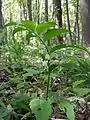 The Broad-leafed Solomon's seal is a typical variety in the Harten Au.