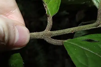 Twig and leaves