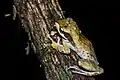 Polypedates macrotis - Khao Luang National Park