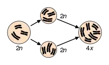 Image 7Speciation via polyploidy: A diploid cell undergoes failed meiosis, producing diploid gametes, which self-fertilize to produce a tetraploid zygote. In plants, this can effectively be a new species, reproductively isolated from its parents, and able to reproduce. (from Speciation)