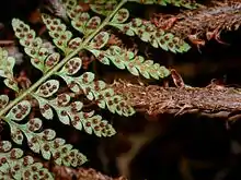 The rows of sori on the underside of a larger frond