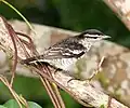 Subspecies L.m. woodi, Savusavu, Vanua Levu, Fiji Isles