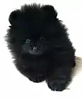 Black Pomeranian puppy