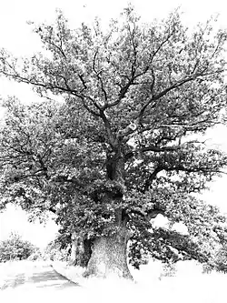 Natural monument in Nowa Bogacica