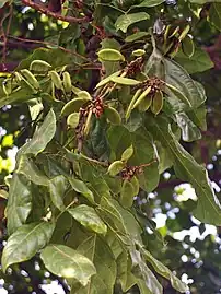 Pods, Rempek beach, Gangga, North Lombok