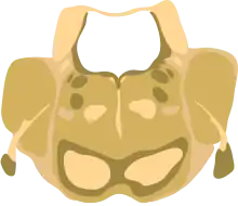 Cross-section of the middle pons (at the level of cranial nerve V)