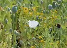 White flowers on long vertical stalks amongst similar stalks which are topped by green ovoids