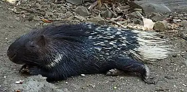 Porcupine