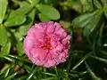 Portulaca grandiflora in India