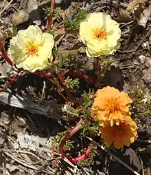 Image 23A mutation has caused this moss rose plant to produce flowers of different colors. This is a somatic mutation that may also be passed on in the germline. (from Mutation)