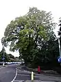 Inverleith Terrace elm, Edinburgh (2016)