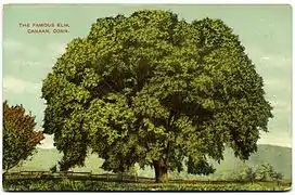 Purportedly "famous" elm, c. 1910