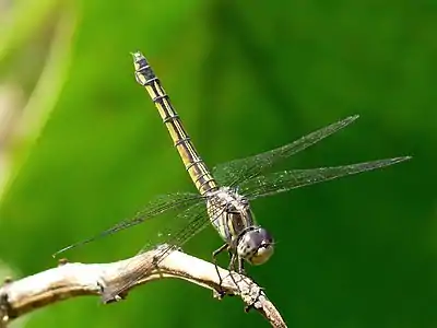 female