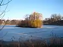 Willows sit atop a small island in the center of a small, frozen, snow-covered lake surrounded by parkland and residences.