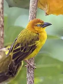 Príncipe golden weaver