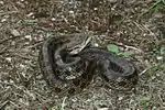 Prairie kingsnake (Lampropeltis calligaster)