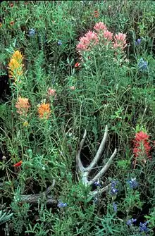 Prairie paintbrush plant flowering castilleja purpurea