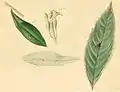 Olive leaves mined by the young larva (2b, 2b*); olive shoot eaten by the mature larva (2b**)