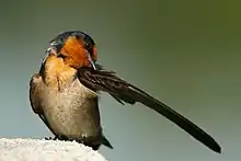 Bird with a wing outstretched, rearranging feathers with the tip of its bill