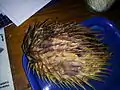 Preserved porcupine fish in a laboratory