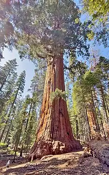 The President (Sequoia National Park)