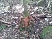 Roots of Prestoea acuminata var. montana in El Yunque