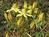 Triteleia ixioides subsp. scabra