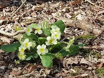 Plants such as common primrose can be seen in these woods