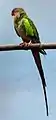 One of the Buffalo Zoo's princess parrots.