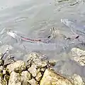 Sturgeon Spawning every Spring on the Fox River