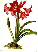 Hippeastrum ×johnsonii