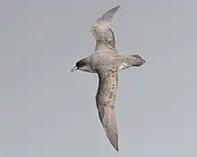 Gray petrel