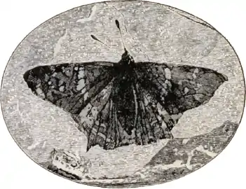 Image 8Prodryas persephone, a Late Eocene butterfly (from Mutation)