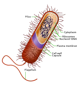 Prokaryote cell with structure and parts