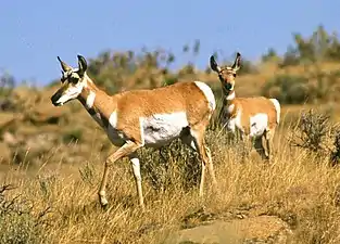 Pronghorn