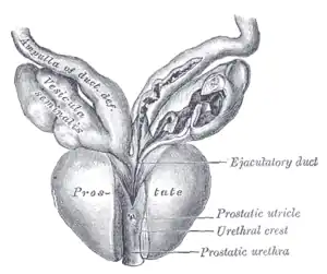 Vesiculæ seminales and ampullæ of ductus deferentes, seen from the front